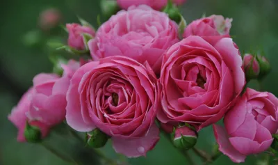 Саженцы флорибунда розы Помпонелла (Pomponella) купить в Москве по цене от  1 800 до 1125 руб. - питомник растений Элитный Сад