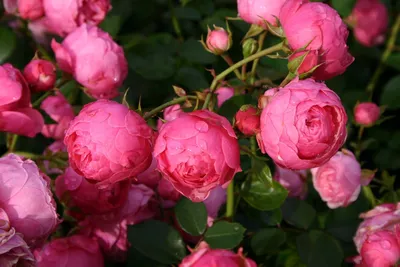 Роза флорибунда « Помпонелла (Pomponella)»