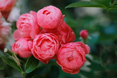Роза флорибунда помпонелла (40 фото) - 40 фото