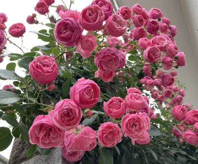 Pomponella™ Fairy Tale — Kordes® Roses | Rose, Mini roses, Flowers
