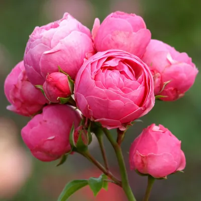 Роза \"Pomponella\" купить в питомнике растений с доставкой по Самаре и  Самарской области, саженцы, выращивание, посадка и уход