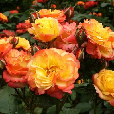 File:Rosa Rumba 2.jpg - Wikimedia Commons