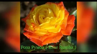 Rosa 'Rumba' syn. Rosa 'Rhumba', Rosa 'Cuba Dance', Rose 'Rumba' (Floribunda)  in GardenTags plant encyclopedia