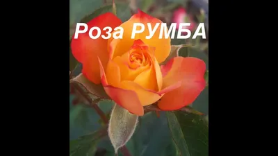 Роза Rumba (Румба)🌹 - купить саженцы в Украине | FLORIUM.UA✓