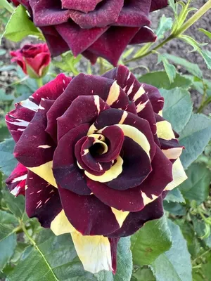 Роза чайно-гибридная Фокус Покус