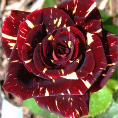 Роза Фокус Покус - купить саженцы роз. Каталог роз 2024