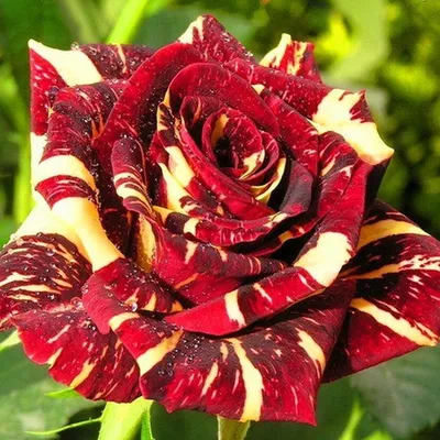 Роза Фокус Покус - купить саженцы роз. Каталог роз 2024