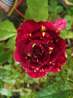Роза флорибунда Фокус Покус (Floribunda rose Hocus Pocus) Кордес (Kordes) -  «В чем Фокус розы Фокус Покус? » | отзывы