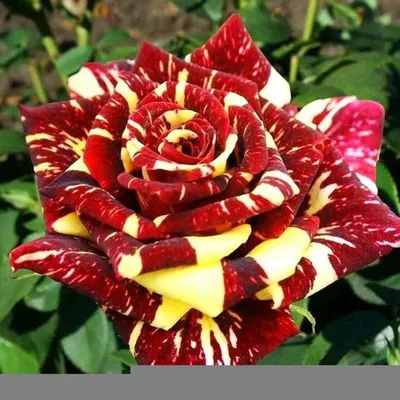 Цветы и всё для выращивания цветов : Роза Hokus Pokus ( Фокус Покус )