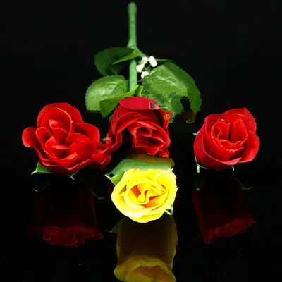 Роза флорибунда Фокус-Покус 6л - Розы флорибунда - Садовые розы - Растения  - Каталог - Белыйналив.рф