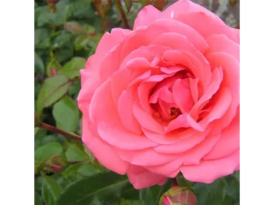 Цветок роза складная для фокуса и подарка купить по цене 449 ₽ в  интернет-магазине KazanExpress