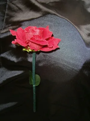 Вянуть поднял в сад осени Малый красный Роза-цветок умирая на паре много  космос для текста Селективный фокус Стоковое Фото - изображение  насчитывающей бобра, цветок: 79787878