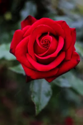 Роза бордовая с каплями росы , …» — создано в Шедевруме