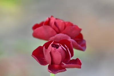 Яркий пестротканый букет роз. Фокус естественной фона цветов мягкий. Яркие  розы процветают группа фона Стоковое Фото - изображение насчитывающей  иллюстрация, влюбленность: 157020798