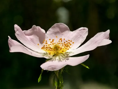 Розовые розы крупным планом в открытом саду мягкий фокус | Премиум Фото