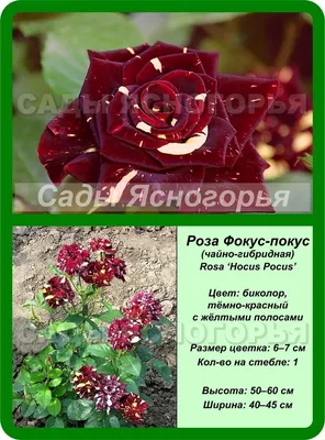 Красная роза мягкая фокус размытый фон И картинка для бесплатной загрузки -  Pngtree