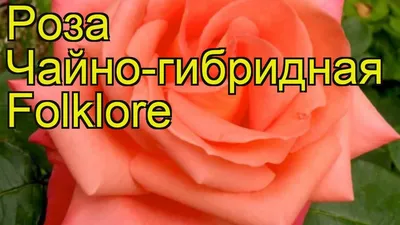 Роза 'Фольклор', купить, Rosa Hybrid Tea 'Folklore', заказать почтой,  доставка, Розы сортовые грунтовые и срез Купить растения в Ростове-на-Дону,  Интернет-магазин, питомник растений, хвойные и лиственные, уличные,  плодовые и декоративные деревья и ...