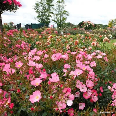 Rosa fortuna hybrid rose hi-res stock photography and images - Alamy