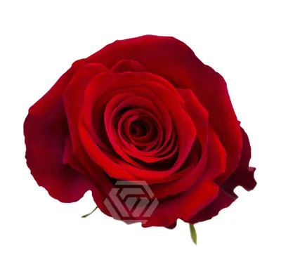 Believe Red Rose Variety - EbloomsDirect – Eblooms Farm Direct Inc.