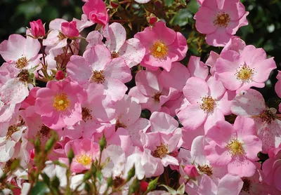 Rosa 'Fortuna' - Wikimedia Commons