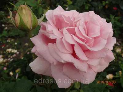 Фредерик Мистраль (Rose \"Frederic Mistral\") (ID#963223670), купить на  Prom.ua