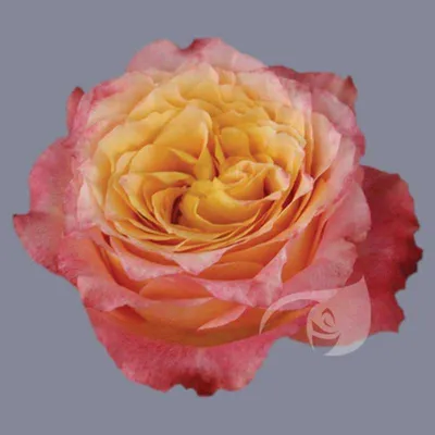 FREE SPIRIT - Ecoroses | Ecuador Roses