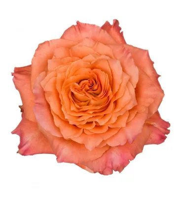 Free Spirit Garden Roses – Carlsbad Florist | San Diego Wholesale Flowers |  Carlsbad Flower Market