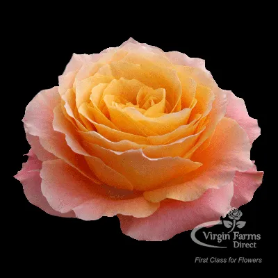 Free Spirit Rose - Virgin Farms - High Quality Roses