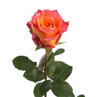 Where can I buy a “free spirit” rose plant? I had free spirit roses in my  bridal bouquet and I would love to try to grow them, but googling only  yields cut