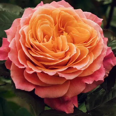 Free Spirit Garden Rose | Sami Sacha Flowers