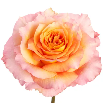 Garden-like Roses Collection ( Free Spirit / Kahala / Shimmer / Wasabi –  Plants In Orbit