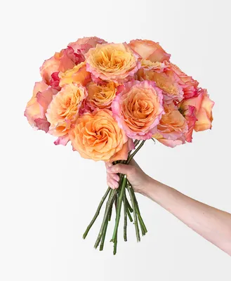 Free Spirit - Florists Rose Plant – SG Rose Corner