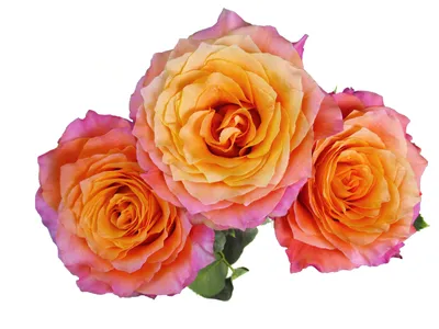 Garden Rose Free Spirit - Petaljet