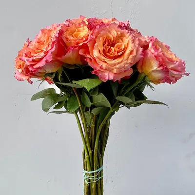 Free Spirit Rose – Cultivars