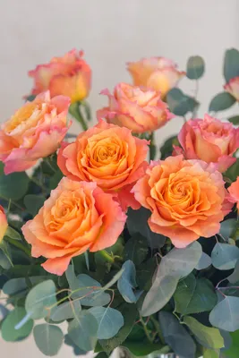 Rose Free Spirit - Standard Rose - Roses - Flowers by category | Sierra  Flower Finder