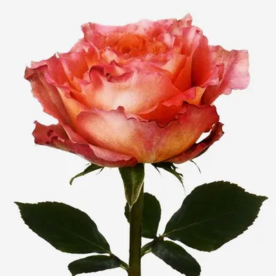Free Spirit Flowers on X: \"The names of this amazing rose is \"Free Spirit\"  and they are destined for somebody very special. https://t.co/dpDQNHztzd\" /  X