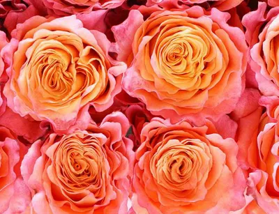 Free Spirit Rose (100 Stems) — Farm Direct Rose