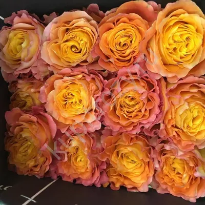Ecuador Direct Roses | FREE SPIRIT ROSE