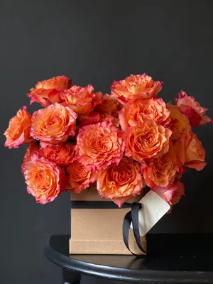 Orange Rose Free Spirit