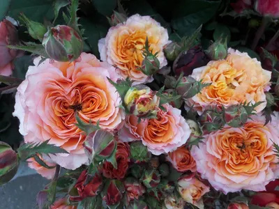 Rio Roses - The Rio Free Spirit garden rose is an absolute... | Facebook