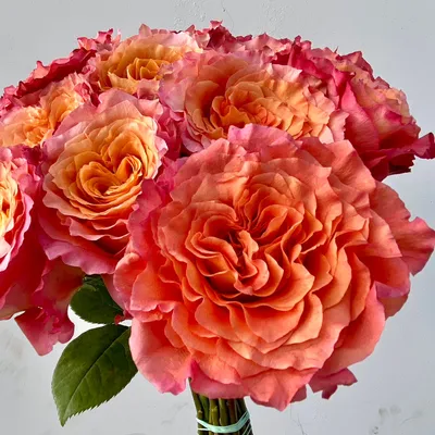 Rose Free Spirit - Standard Rose - Roses - Flowers by category | Sierra  Flower Finder