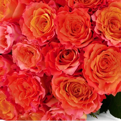 Posy Floral Design | Free Spirit Roses
