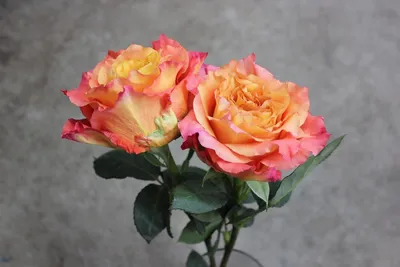 Free Spirit Roses - 25st - Ramirez Wholesale Flowers Inc