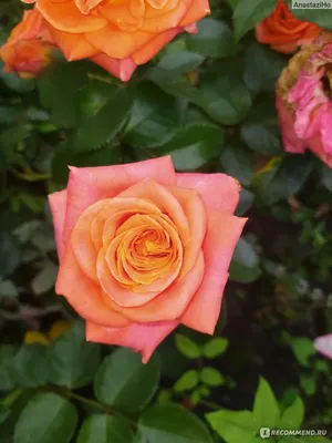 Free-Spirit' Orange Garden Roses The Rosarium - Premium Flower Delivery  Vaughan Toronto Thornhill Mississauga