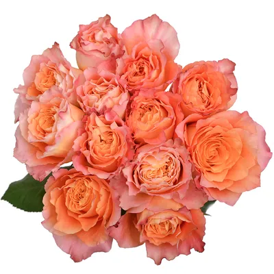 Rose – Free Spirit (25st) – Pick-up Flower Catalog