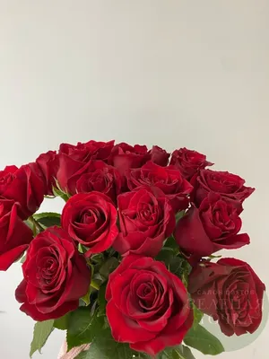 Букет 51 премиум роза Фридом купить за 13 900 руб. с круглосуточной  доставкой | Мосцветторгком