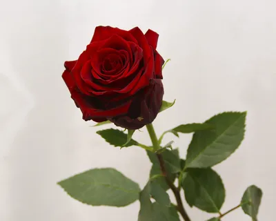 Букет 51 премиум роза Фридом купить за 13 900 руб. с круглосуточной  доставкой | Мосцветторгком