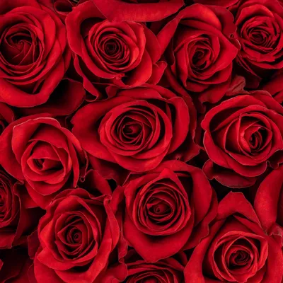 Купить Роза Фридом - 60 см в Речице предлагает цветочный магазин «КупиБукет»
