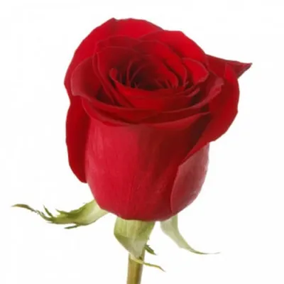 Красные розы: Freedom | Daflor.by цветы в Минске ? 6810008.