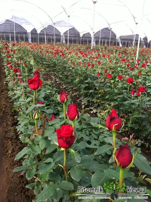 Freedom - Rose - Esmeralda Farms Wholesale Flowers
